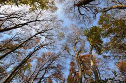 Background Forests